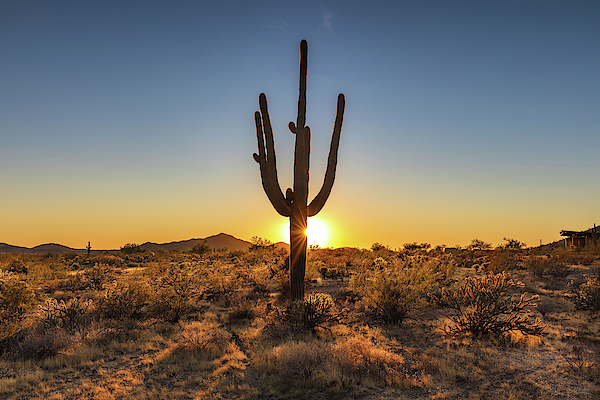Cactus Light by Mike Centioli Cactus Light by Mike Centioli